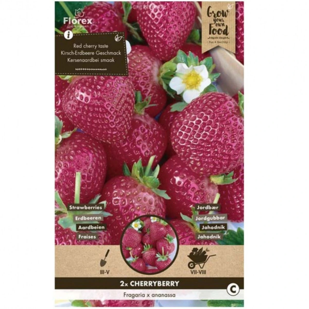 Jahodník Cherryberry - Fragaria ananassa - voľnokorenné sadenice jahôd - 2 ks