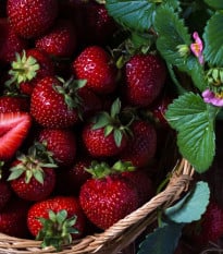 Jahodník Cherryberry - Fragaria ananassa - voľnokorenné sadenice jahôd - 2 ks