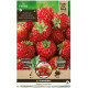 Jahodník Framberry - Fragaria ananassa - voľnokorenné sadenice jahôd - 2 ks
