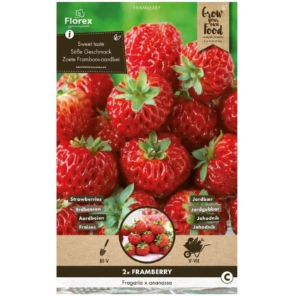 Jahodník Framberry - Fragaria ananassa - voľnokorenné sadenice jahôd - 2 ks
