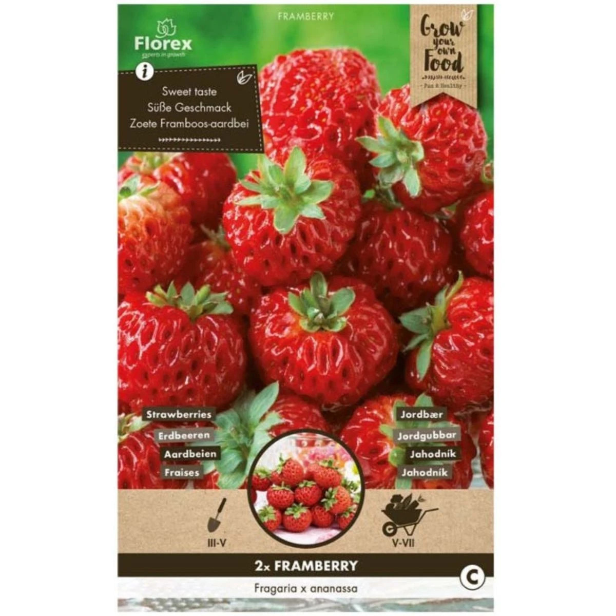 Jahodník Framberry - Fragaria ananassa - voľnokorenné sadenice jahôd - 2 ks