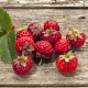 Jahodník Framberry - Fragaria ananassa - voľnokorenné sadenice jahôd - 2 ks