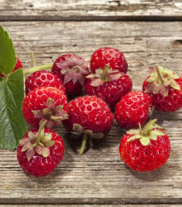 Jahodník Framberry - Fragaria ananassa - voľnokorenné sadenice jahôd - 2 ks