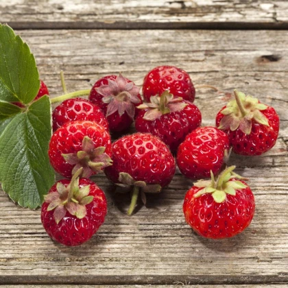 Jahodník Framberry - Fragaria ananassa - voľnokorenné sadenice jahôd - 2 ks
