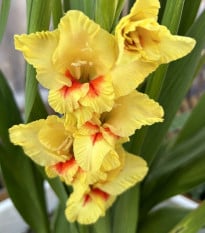 Gladiola Jester - Gladiolus - hľuzy mečíka - 3 ks