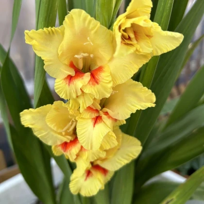 Gladiola Jester - Gladiolus - hľuzy mečíka - 3 ks