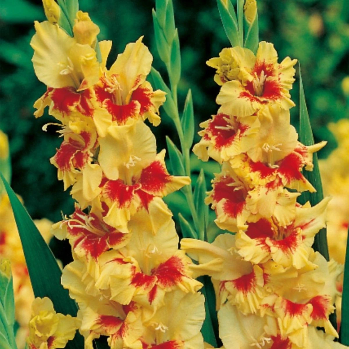 Gladiola Jester - Gladiolus - hľuzy mečíka - 3 ks