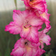 Gladiola Violet King - Gladiolus - hľuzy mečíka - 3 ks