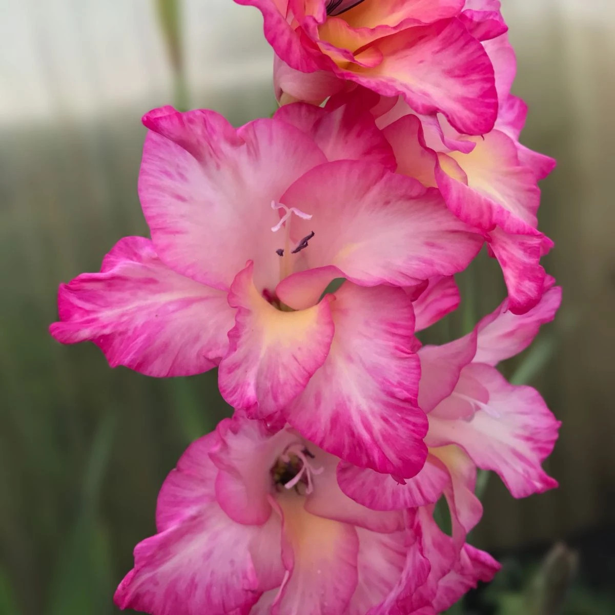 Gladiola Violet King - Gladiolus - hľuzy mečíka - 3 ks