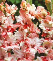 Gladiola Mindset - Gladiolus - hľuzy mečíka - 3 ks