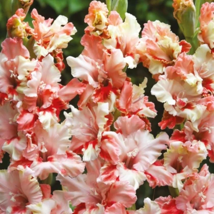 Gladiola Mindset - Gladiolus - hľuzy mečíka - 3 ks