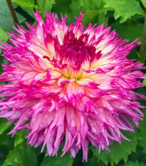 Georgína Nenekazi - Dahlia - hľuzy georgíny - 1 ks