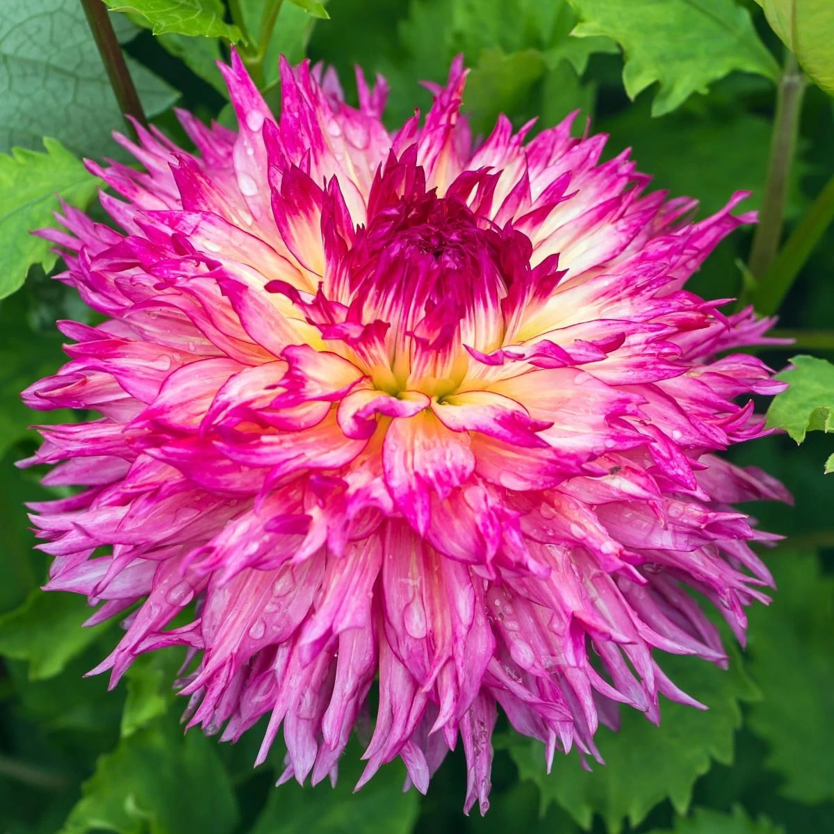 Georgína Nenekazi - Dahlia - hľuzy georgíny - 1 ks