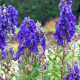Prilbica - Aconitum - hľuzy prilbica - 1 ks