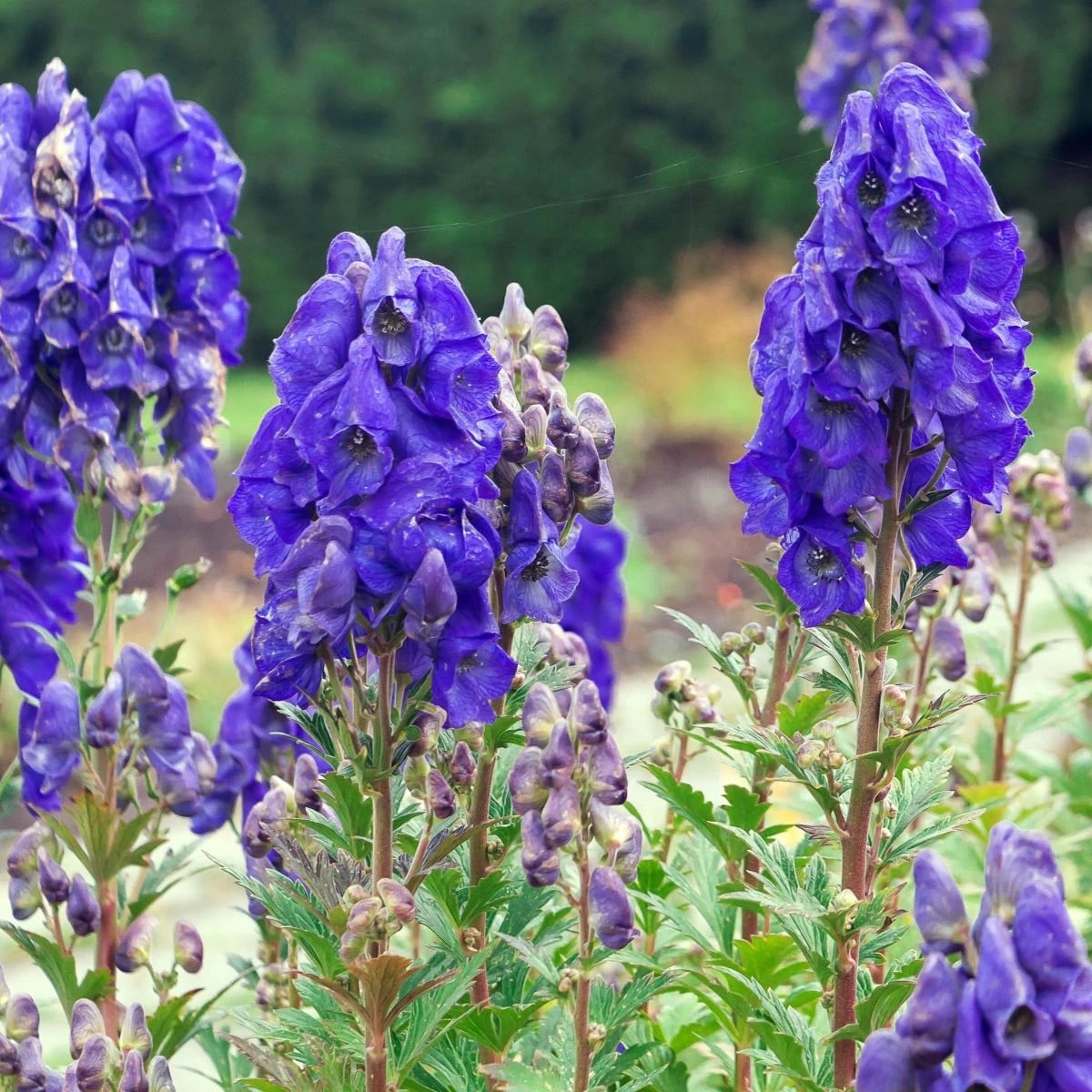 Prilbica - Aconitum - hľuzy prilbica - 1 ks