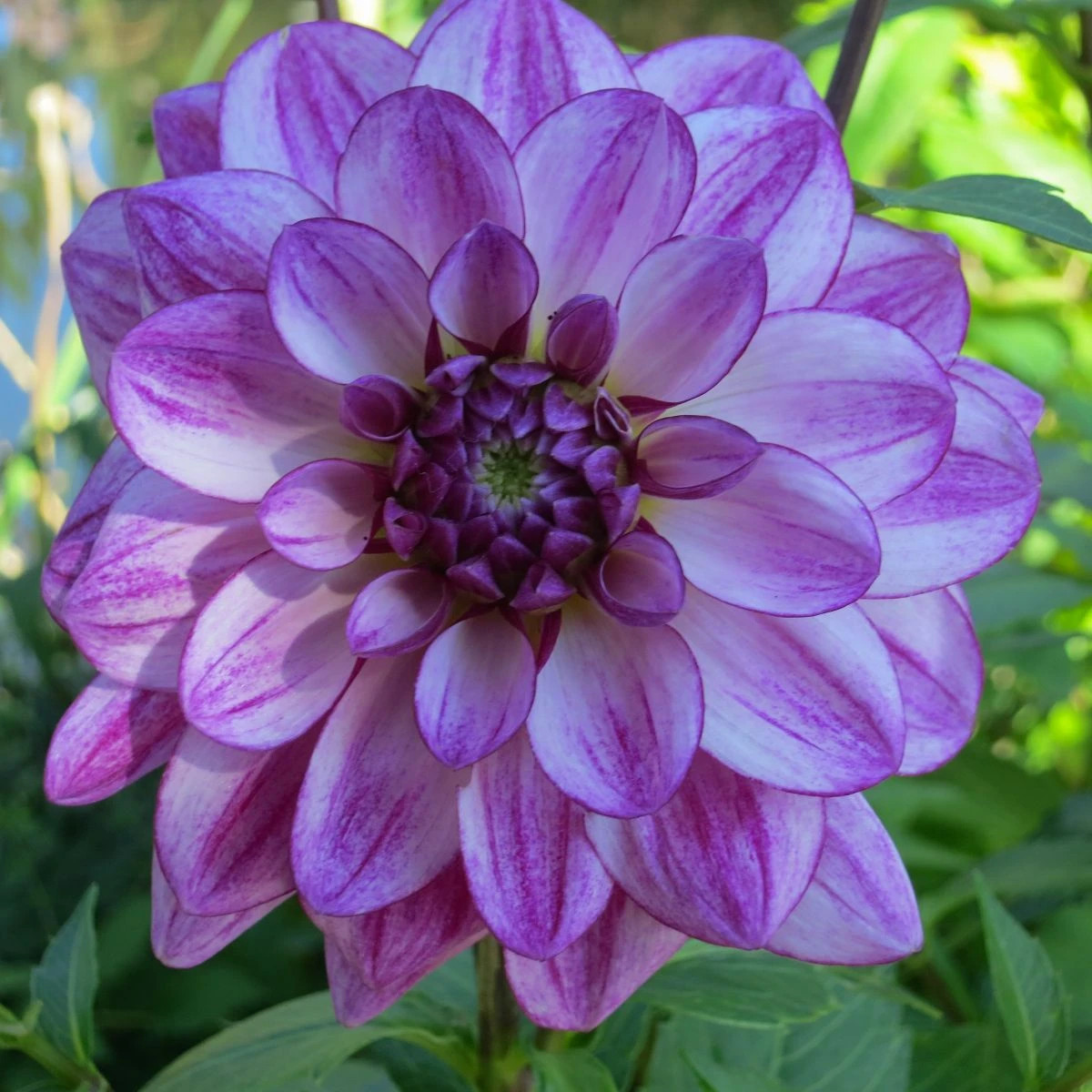 Georgína Seduction - Dahlia - hľuzy georgíny - 1 ks