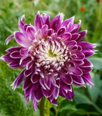 Georgína Vancouver - Dahlia - hľuzy georgíny - 1 ks
