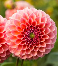 Georgína Nathalie G - Dahlia - hľuzy georgíny - 1 ks