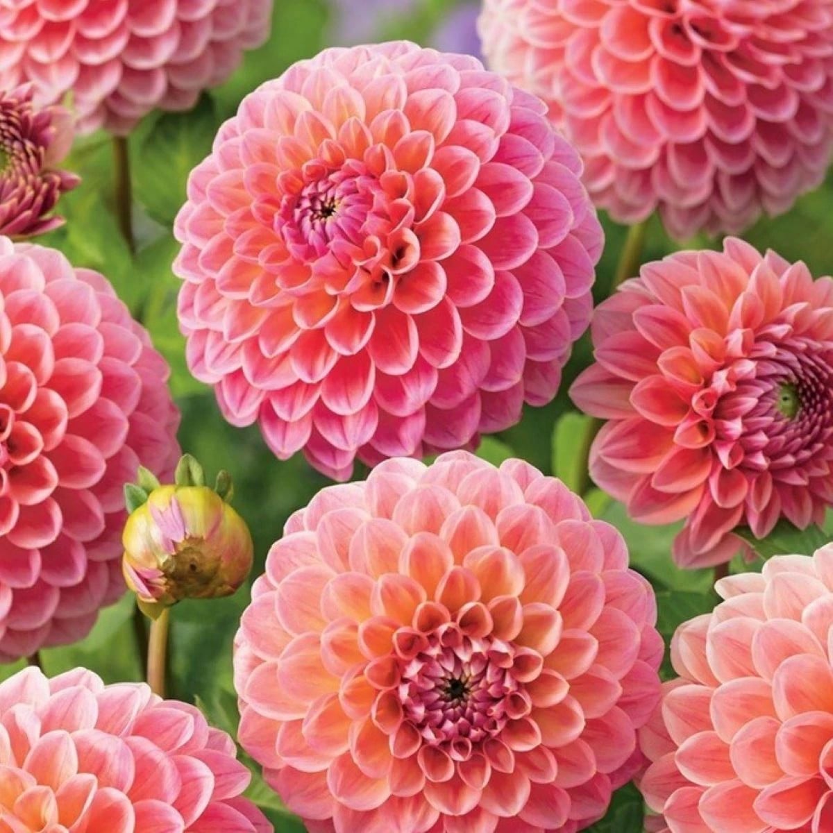 Georgína Nathalie G - Dahlia - hľuzy georgíny - 1 ks