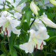 Ľalia Casablanca - Lilium - cibuľa ľalia - 1 ks