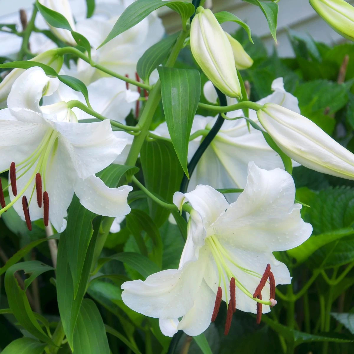 Ľalia Casablanca - Lilium - cibuľa ľalia - 1 ks