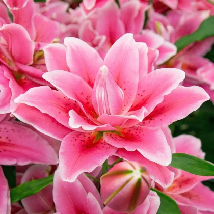Ľalia Lila Cloud - Lilium - cibuľa ľalia - 1 ks
