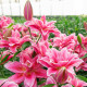 Ľalia Lila Cloud - Lilium - cibuľa ľalia - 1 ks