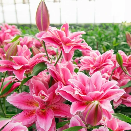 Ľalia Lila Cloud - Lilium - cibuľa ľalia - 1 ks