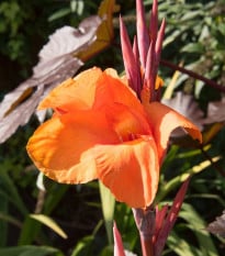 Kana Durban - Canna - hľuzy kany - 1 ks