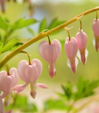 Srdcovka nádherná Cupid - Dicentra spectabilis - hľuzy srdcovky - 1 ks