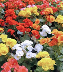 Zmes begónií - Begonia mix - hľuzy begónie - 10 ks
