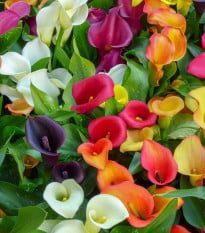 Zmes kál - Zantedeschia mix - hľuzy kaly - 5 ks