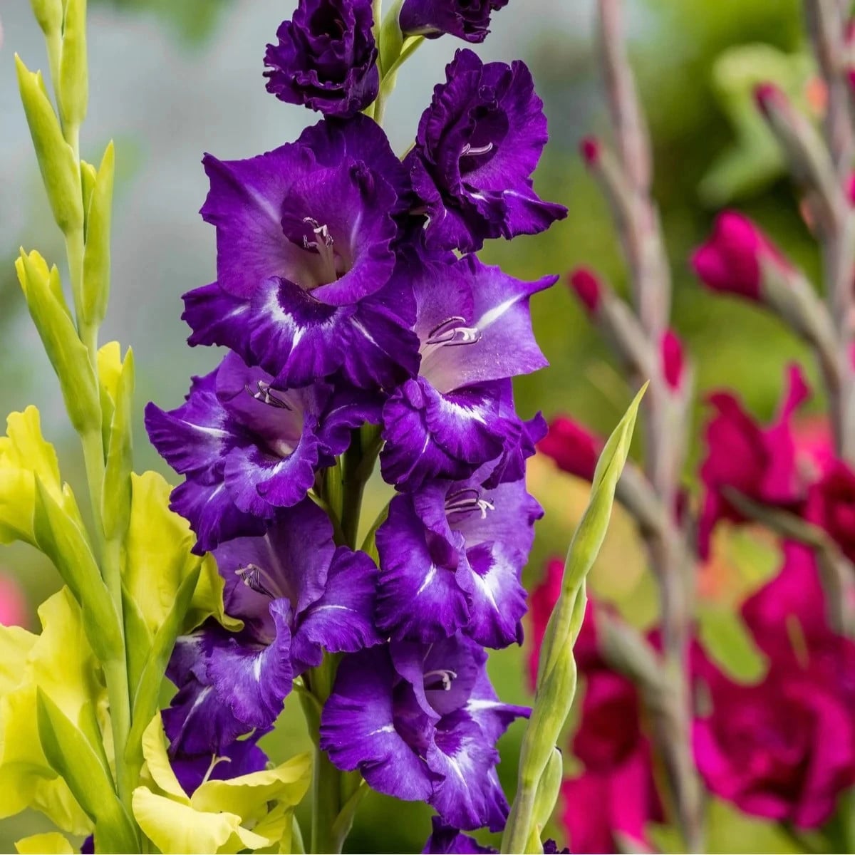 Zmes gladiol - Gladiolus mix - hľuzy mečíka - 15 ks