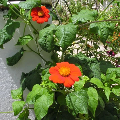 Titónia okrúhlolistá Fiesta Del Sol - Tithonia rotundifolia - semená titónie - 60 ks
