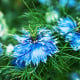 Černuška damascénska Miss Jekyll Dark Blue - Nigella damascena - semená černušky - 200 ks