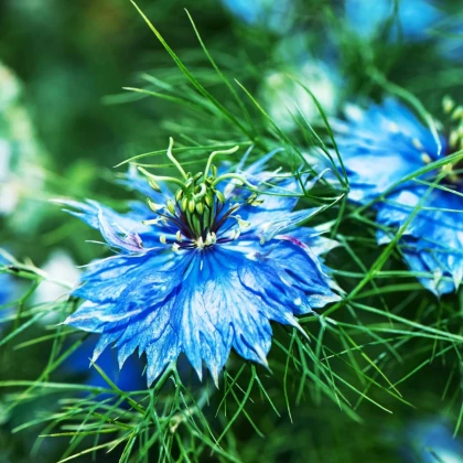Černuška damascénska Miss Jekyll Dark Blue - Nigella damascena - semená černušky - 200 ks