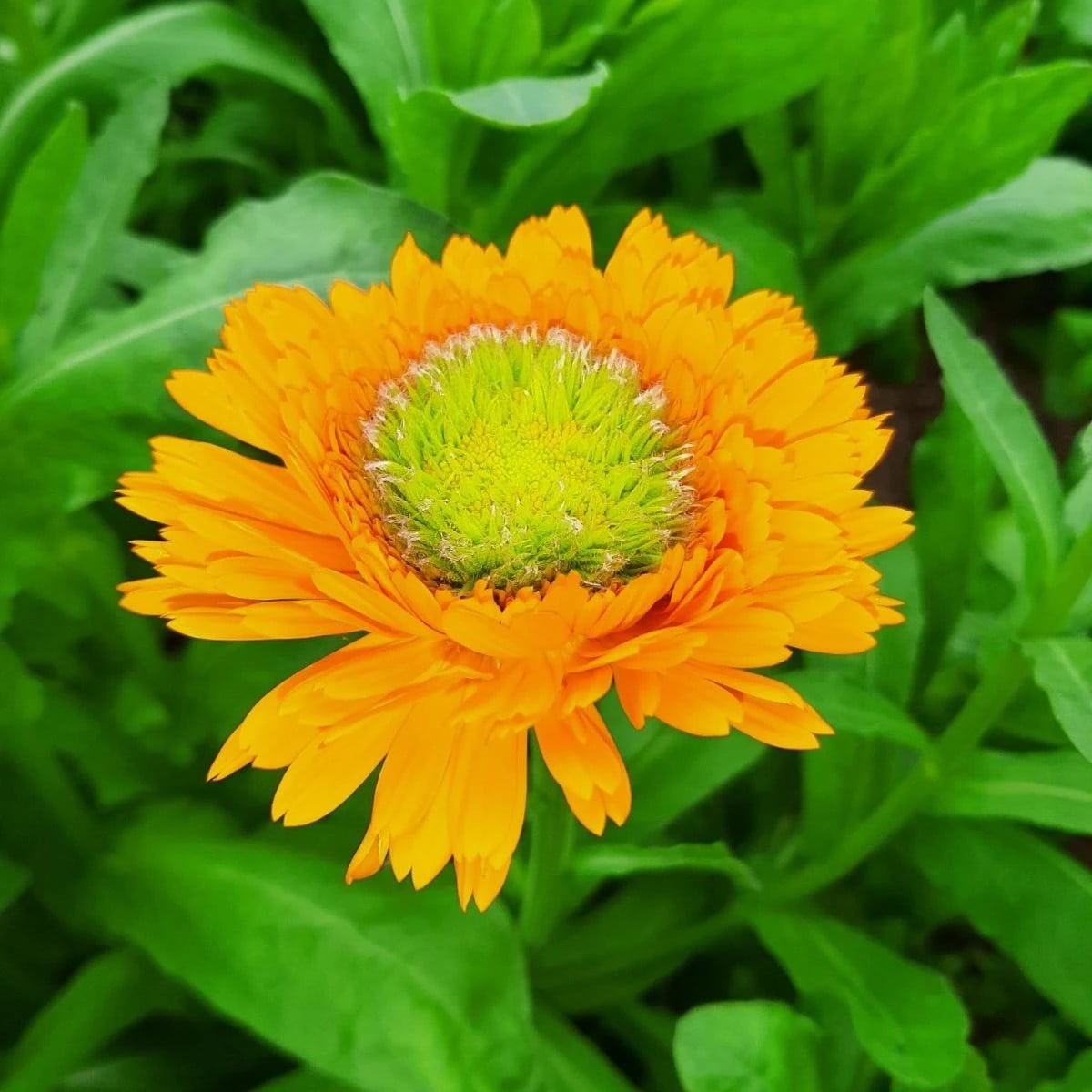 Nechtík lekársky Greenheart Orange - Calendula officinalis - semená nechtíka - 30 ks