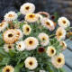 Nechtík lekársky Pygmy Buff - Calendula officinalis - semená nechtíka - 30 ks