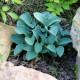 Funkia - Hosta Mouse Ears - hľuzy funkie - 1 ks