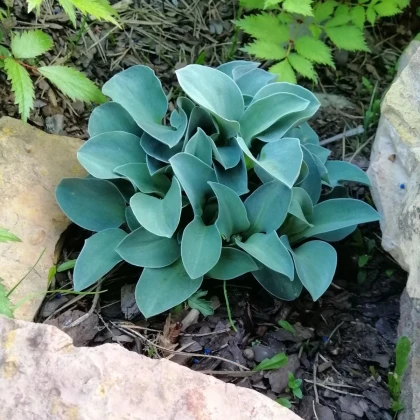 Funkia - Hosta Mouse Ears - hľuzy funkie - 1 ks