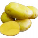 Sadbové zemiaky Camelia - Solanum tuberosum - zemiaky - 5 kg