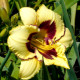 Ľaliovka El Desperado - Hemerocallis - hľuzy denivky - 1 ks
