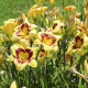 Ľaliovka El Desperado - Hemerocallis - hľuzy denivky - 1 ks