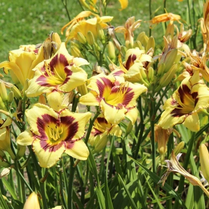 Ľaliovka El Desperado - Hemerocallis - hľuzy denivky - 1 ks