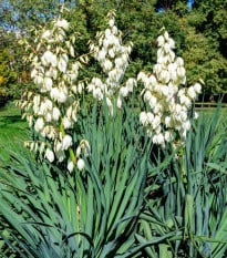 Juka vláknitá - Yucca filamentosa - hľuza juky - 1 ks