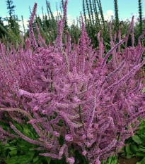 Limonka širokolistá Suworova - Limonium suworowii - semená - 600 ks