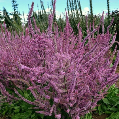 Limonka širokolistá Suworova - Limonium suworowii - semená - 600 ks