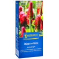 Zelené hnojenie - Ďatelina inkarnát - semená - 250 g