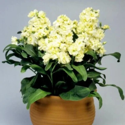 Fiala Cinderella Yellow - Matthiola incana - semená fialy - 40 ks
