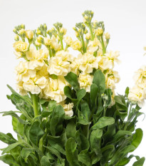 Fiala Cinderella Yellow - Matthiola incana - semená fialy - 40 ks